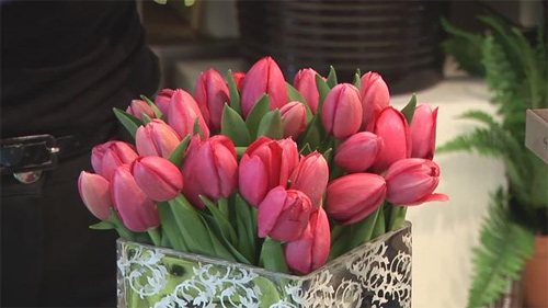 Mùa này hoa tulip rất rẻ, từ 300 nghìn/bó hàng Hà Lan chỉ còn vài chục nghìn: Làm thế này thì tươi 10 ngày- Ảnh 9.