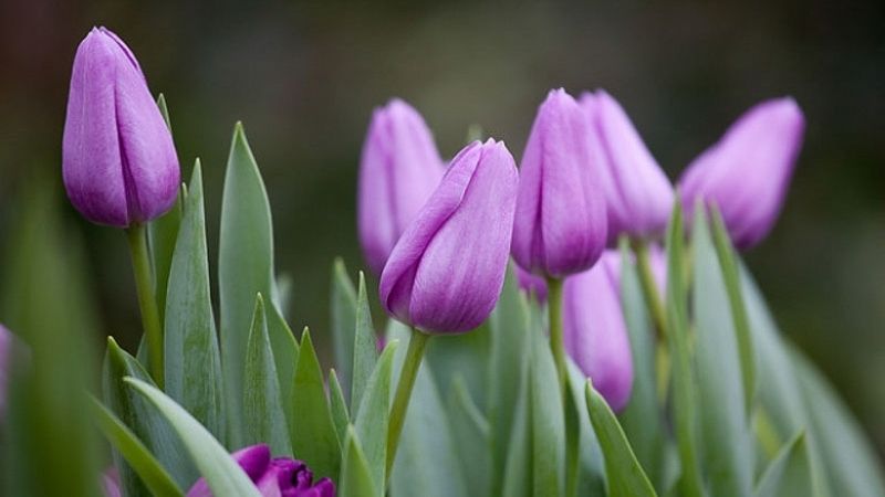 Mùa này hoa tulip rất rẻ, từ 300 nghìn/bó hàng Hà Lan chỉ còn vài chục nghìn: Làm thế này thì tươi 10 ngày- Ảnh 4.