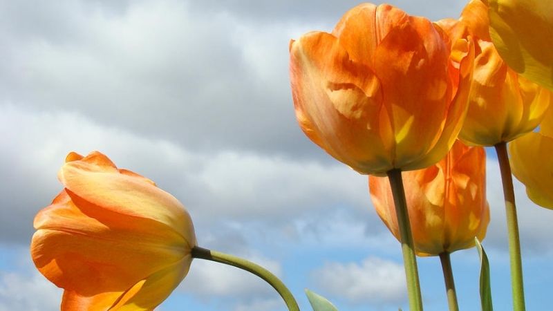 Mùa này hoa tulip rất rẻ, từ 300 nghìn/bó hàng Hà Lan chỉ còn vài chục nghìn: Làm thế này thì tươi 10 ngày- Ảnh 3.