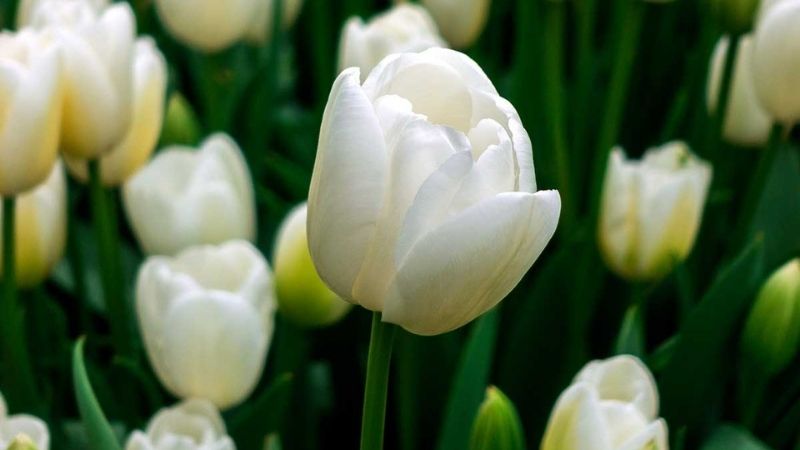 Mùa này hoa tulip rất rẻ, từ 300 nghìn/bó hàng Hà Lan chỉ còn vài chục nghìn: Làm thế này thì tươi 10 ngày- Ảnh 2.