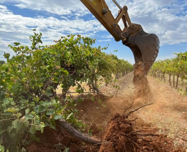 Tồn kho tới 2 tỷ lít, rượu vang 'ế' chưa từng có: Nông dân Úc đau đớn phá bỏ hàng triệu cây nho, càng trồng càng lỗ, có gia đình 3, 4 đời trồng nho buộc phải tìm sinh kế mới- Ảnh 1.