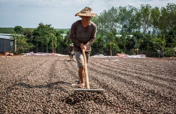 Một mặt hàng từ Campuchia vào Việt Nam tăng đột biến 24 lần trong tháng 2, là ‘cứu tinh’ hiếm hoi giúp Việt Nam thống trị toàn cầu ngành hàng này- Ảnh 1.
