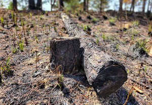 Cận cảnh rừng bị đốt phá, 