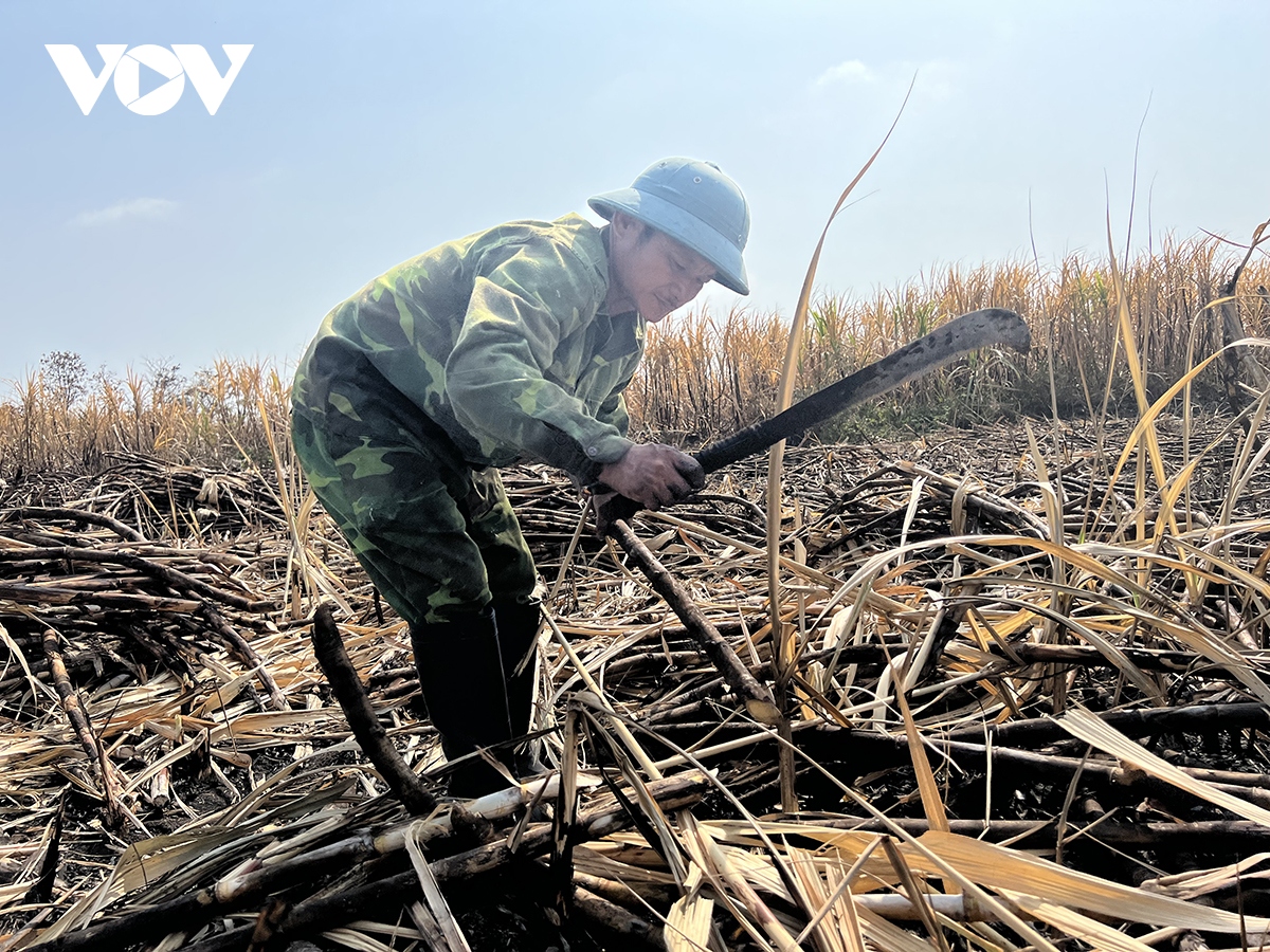 Cao điểm nắng hạn và nỗi lo mía cháy tại Gia Lai- Ảnh 2.