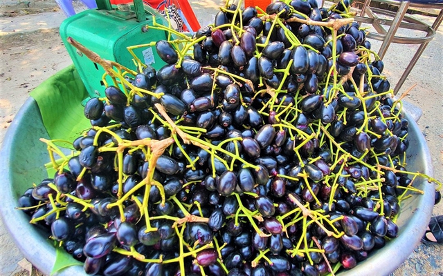 1 loại quả ngọt bán ở chợ Việt tốt ngang insulin tự nhiên giúp hạ đường huyết, cứu tinh của người giảm cân- Ảnh 1.