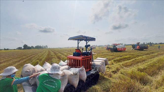 Farmers harvesting Dong Xuan rice. Photo: Cong Mao/TTXVN