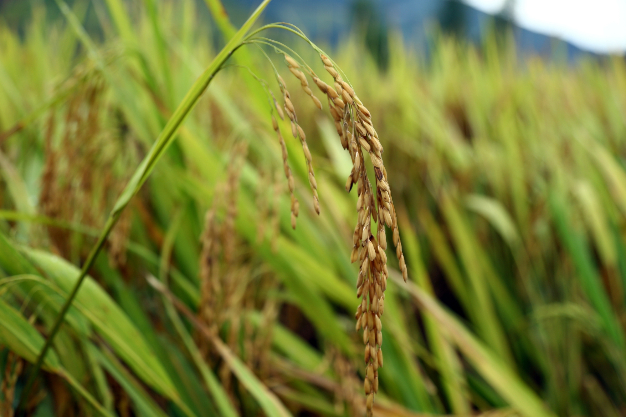 Lúa gạo Việt Nam tiến tới xuất khẩu “được giá, được lượng”- Ảnh 3.