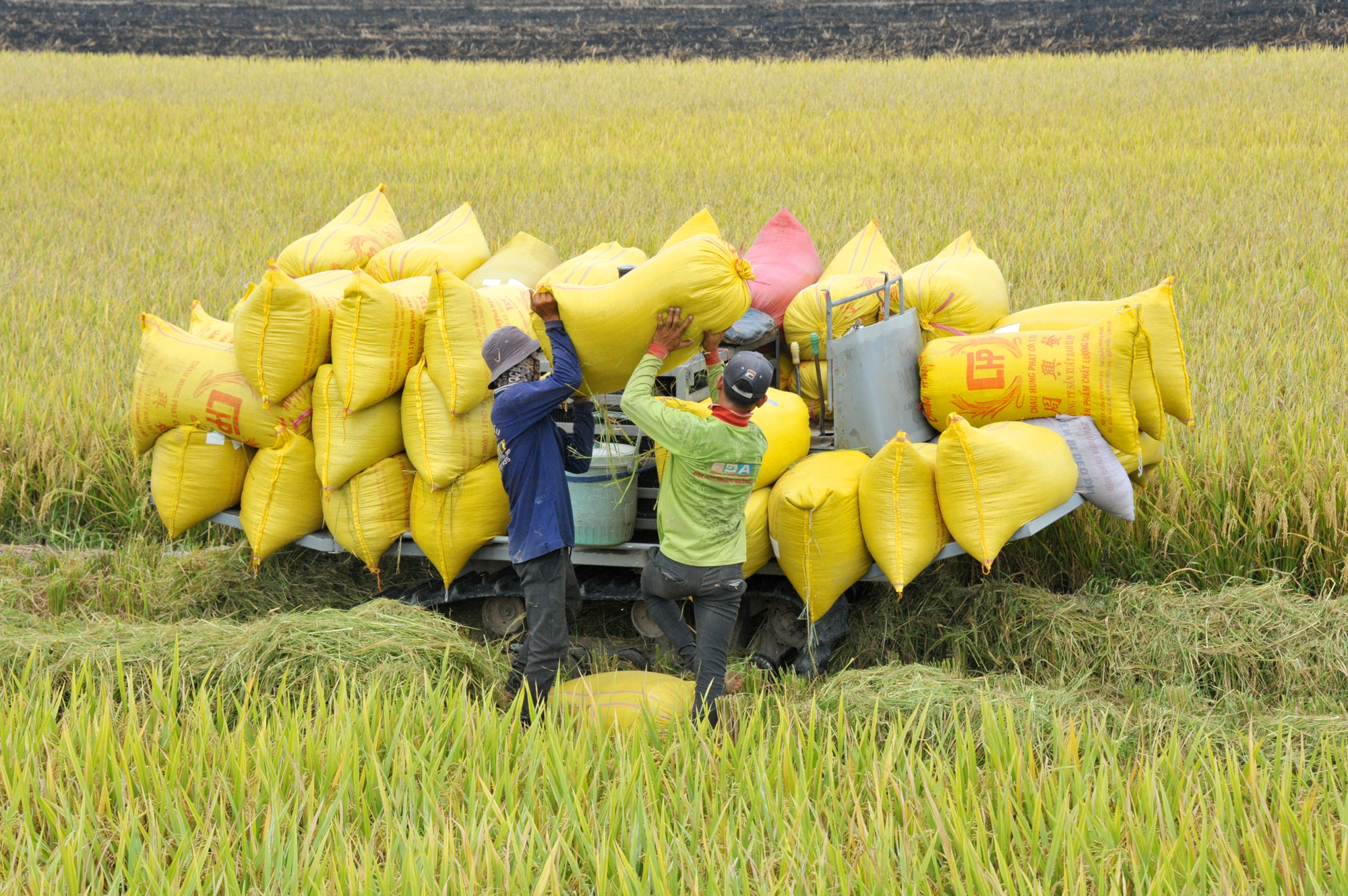 Lúa gạo Việt Nam tiến tới xuất khẩu “được giá, được lượng”- Ảnh 1.
