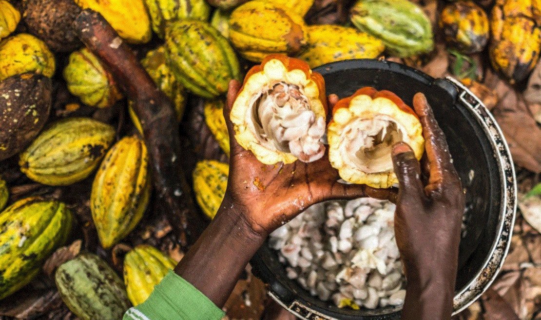 Ngành chocolate bên bờ khủng hoảng khi giá cacao tăng gấp đôi từ đầu năm- Ảnh 2.