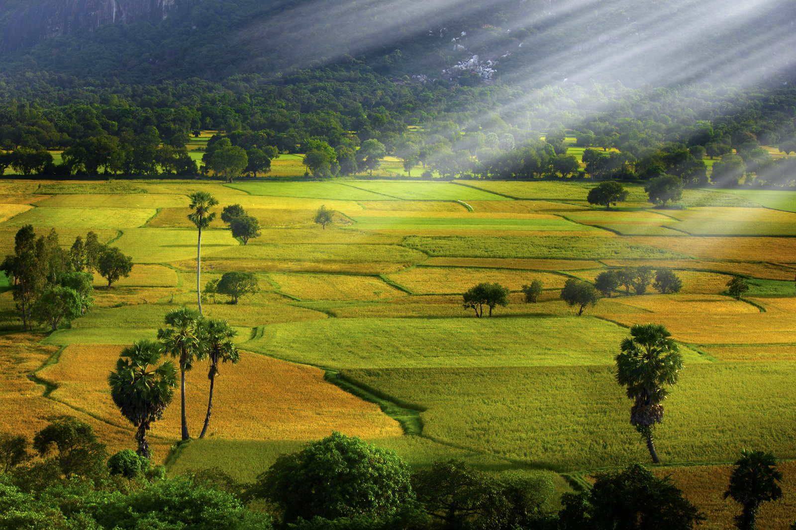 Sở hữu vùng đồng bằng phì nhiêu nhất Đông Nam Á, Việt Nam sẽ có cơ chế đặc thù cho mảnh đất này- Ảnh 3.