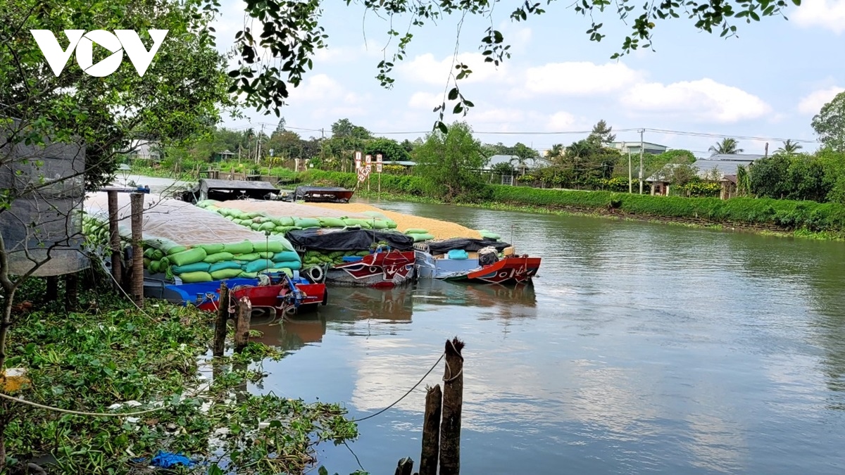 Lúa Đông Xuân ĐBSCL giảm giá, doanh nghiệp thu mua gặp khó- Ảnh 4.