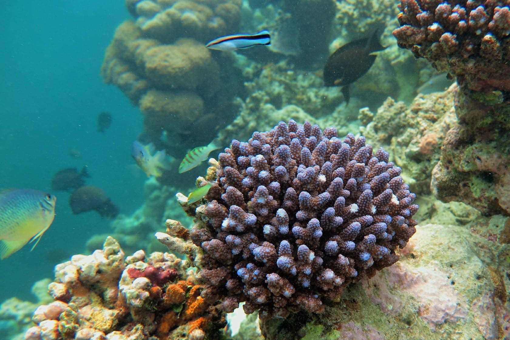 Phát hiện hòn đảo là “viên ngọc ẩn” vùng Đông Bắc ít người biết: Cách Hà Nội hơn 200km, du khách còn có thể đi bộ giữa biển- Ảnh 8. Phát hiện hòn đảo là “viên ngọc ẩn” vùng Đông Bắc ít người biết: Cách Hà Nội hơn 200km, du khách còn có thể đi bộ giữa biển- Ảnh 8.