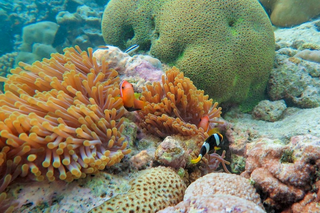 Phát hiện hòn đảo là “viên ngọc ẩn” vùng Đông Bắc ít người biết: Cách Hà Nội hơn 200km, du khách còn có thể đi bộ giữa biển- Ảnh 7. Phát hiện hòn đảo là “viên ngọc ẩn” vùng Đông Bắc ít người biết: Cách Hà Nội hơn 200km, du khách còn có thể đi bộ giữa biển- Ảnh 7.