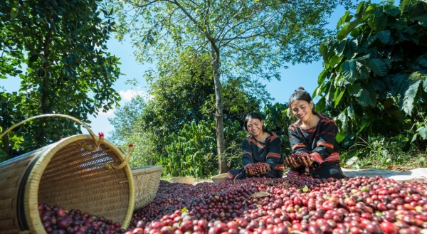 Doanh nghiệp xuất khẩu lao đao khi giá cà phê tăng, Hiệp hội cà phê khuyến cáo gì?- Ảnh 1.