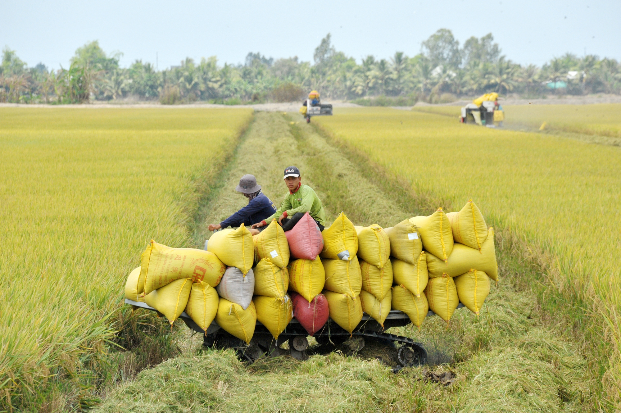 Giá gạo xuất khẩu của Việt Nam tiếp tục tăng- Ảnh 1.