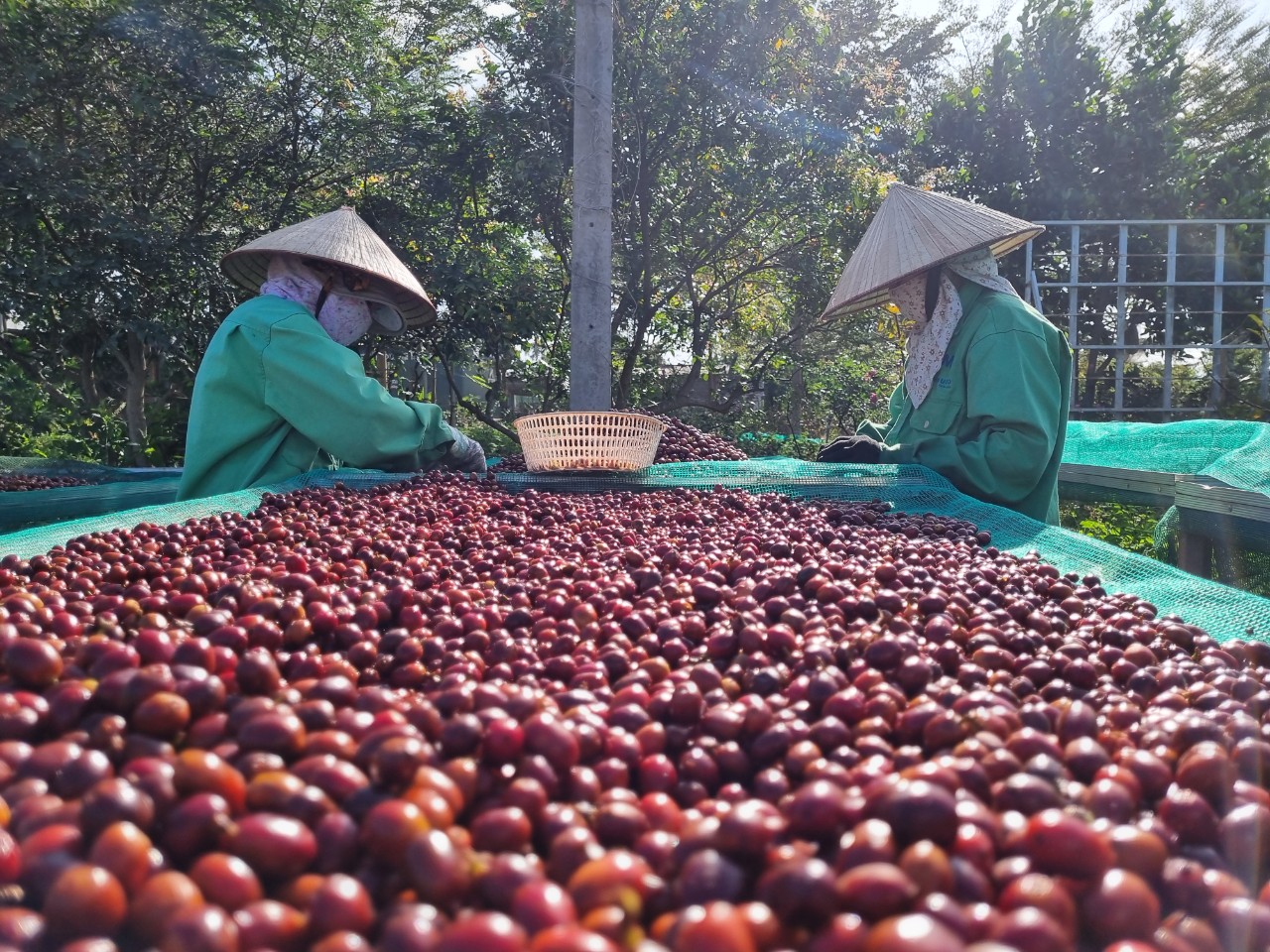 Giá cà phê trong nước liên tục lập kỷ lục trong vòng 1 năm trở lại đâyẢnh: Cao Nguyên