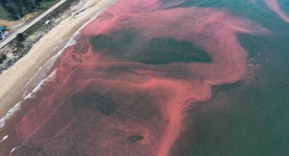Vệt nước biển kéo dài khoảng 3km ở Hà Tĩnh có màu đỏ- Ảnh 2.