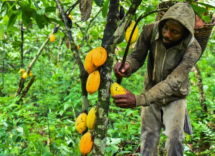 Nghịch lý giá cacao đắt hơn giá đồng nhưng người nông dân vẫn phải nhận trái đắng- Ảnh 2.