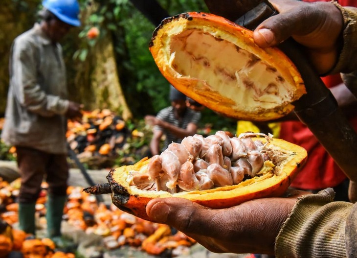 Nghịch lý giá cacao đắt hơn giá đồng nhưng người nông dân vẫn phải nhận trái đắng- Ảnh 1.