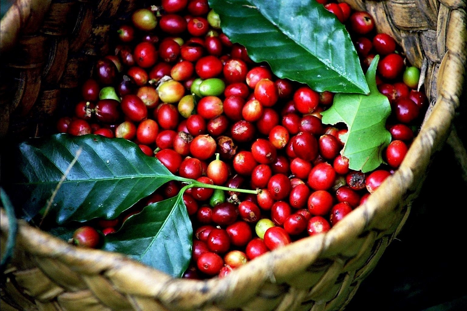Sau một động thái từ Việt Nam, giá cà phê Robusta lập tức vọt lên cao nhất mọi thời đại- Ảnh 1.