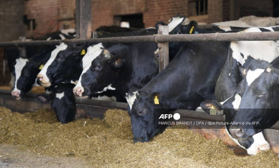 Mỹ phát hiện bò sữa nhiễm H5N1 tại nhiều bang- Ảnh 1.