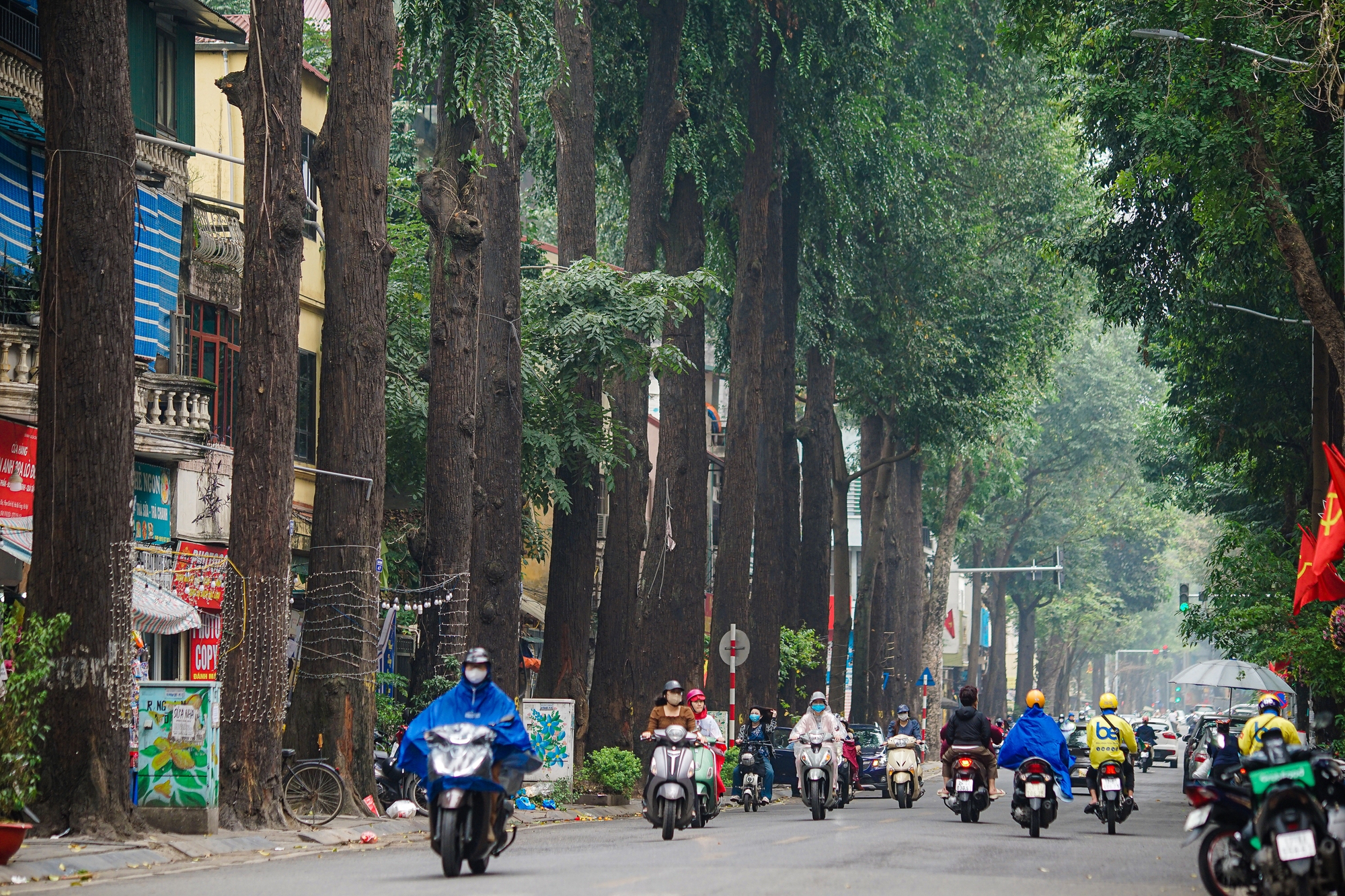 Cận cảnh hàng cây sao đen trăm tuổi cao vút, phủ bóng mát trên phố Lò Đúc- Ảnh 7.