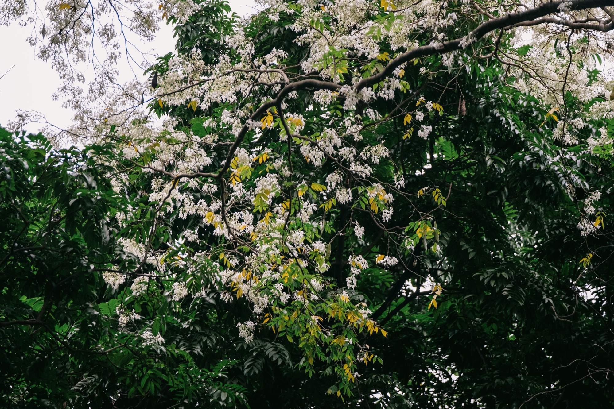 Giật mình cảnh nở “không kịp cản” của loài hoa tháng 3 Hà Nội, trắng xóa cả trời khiến ai thấy cũng trầm trồ- Ảnh 5.