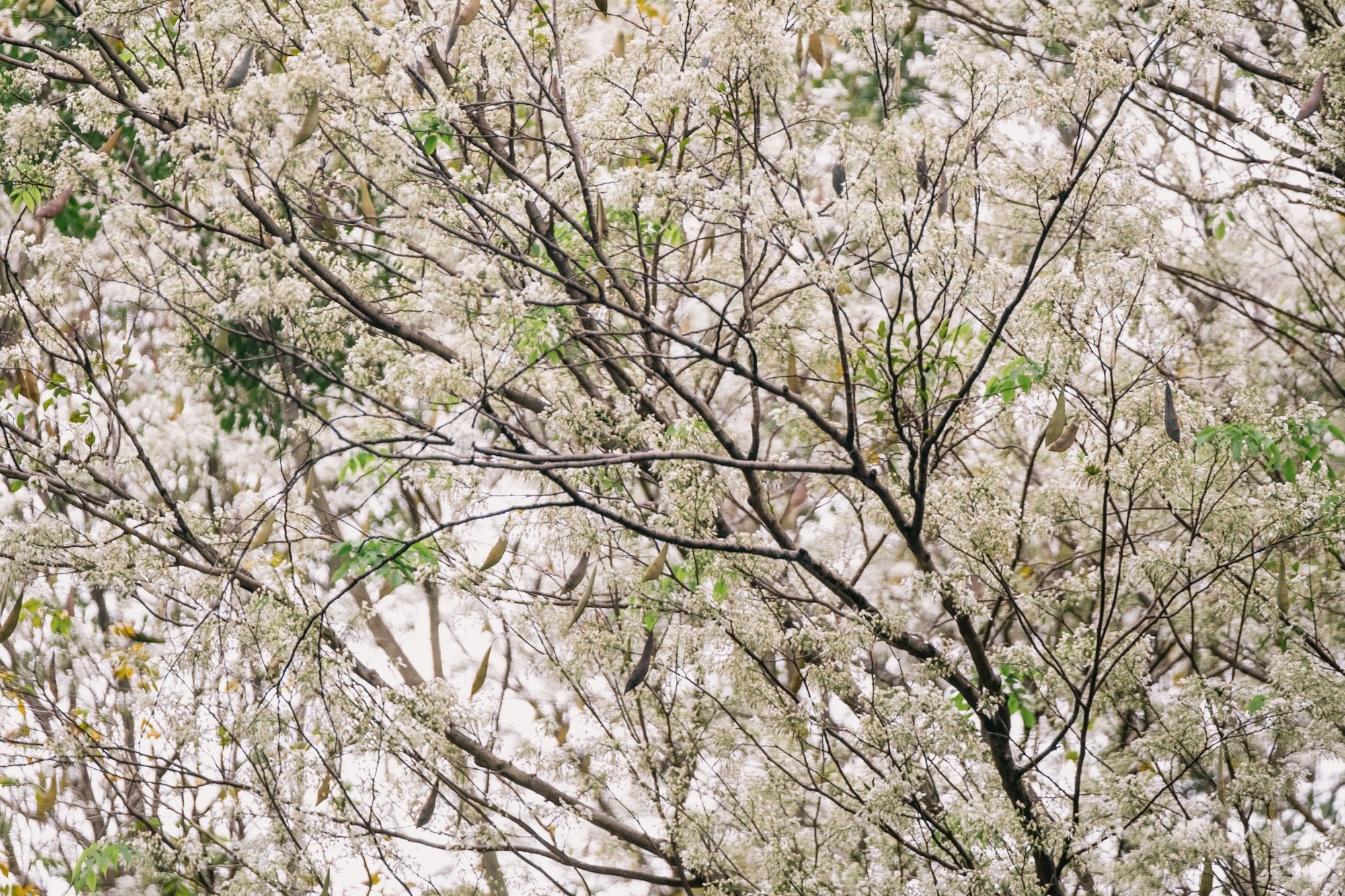 Giật mình cảnh nở “không kịp cản” của loài hoa tháng 3 Hà Nội, trắng xóa cả trời khiến ai thấy cũng trầm trồ- Ảnh 3.