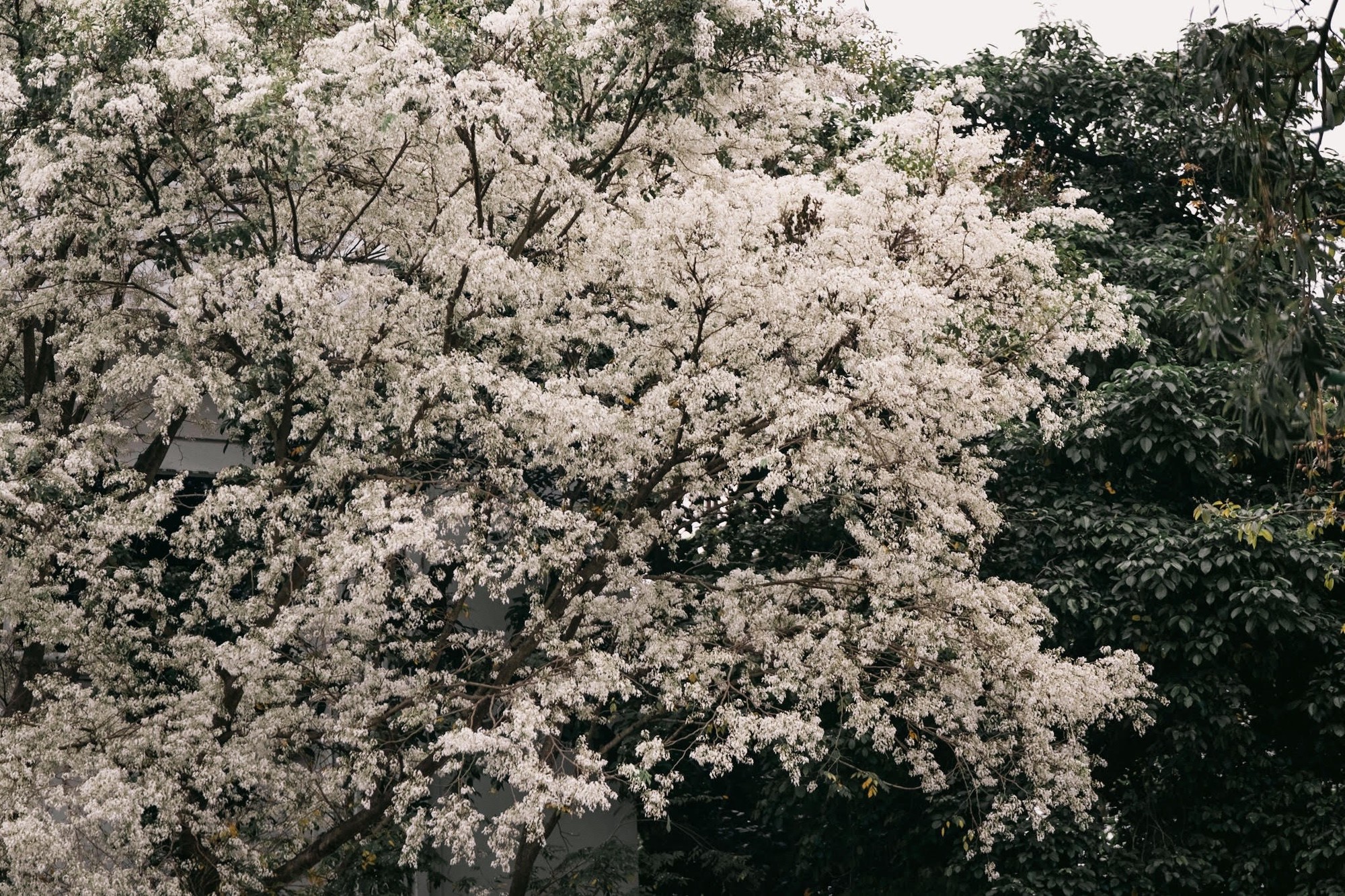 Giật mình cảnh nở “không kịp cản” của loài hoa tháng 3 Hà Nội, trắng xóa cả trời khiến ai thấy cũng trầm trồ- Ảnh 4.