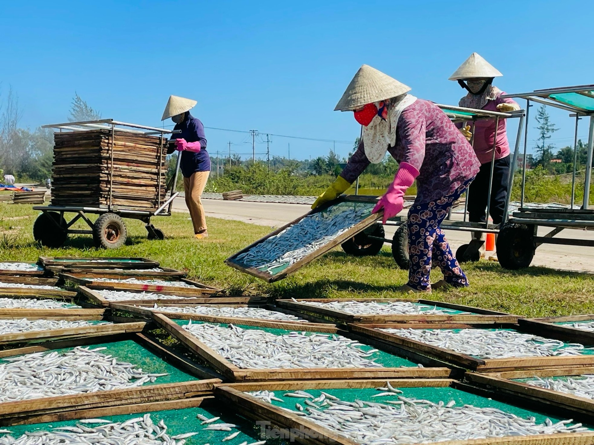 Ngư dân 'hốt bạc' vì trúng đậm mẻ cá lớn trong đêm- Ảnh 19.