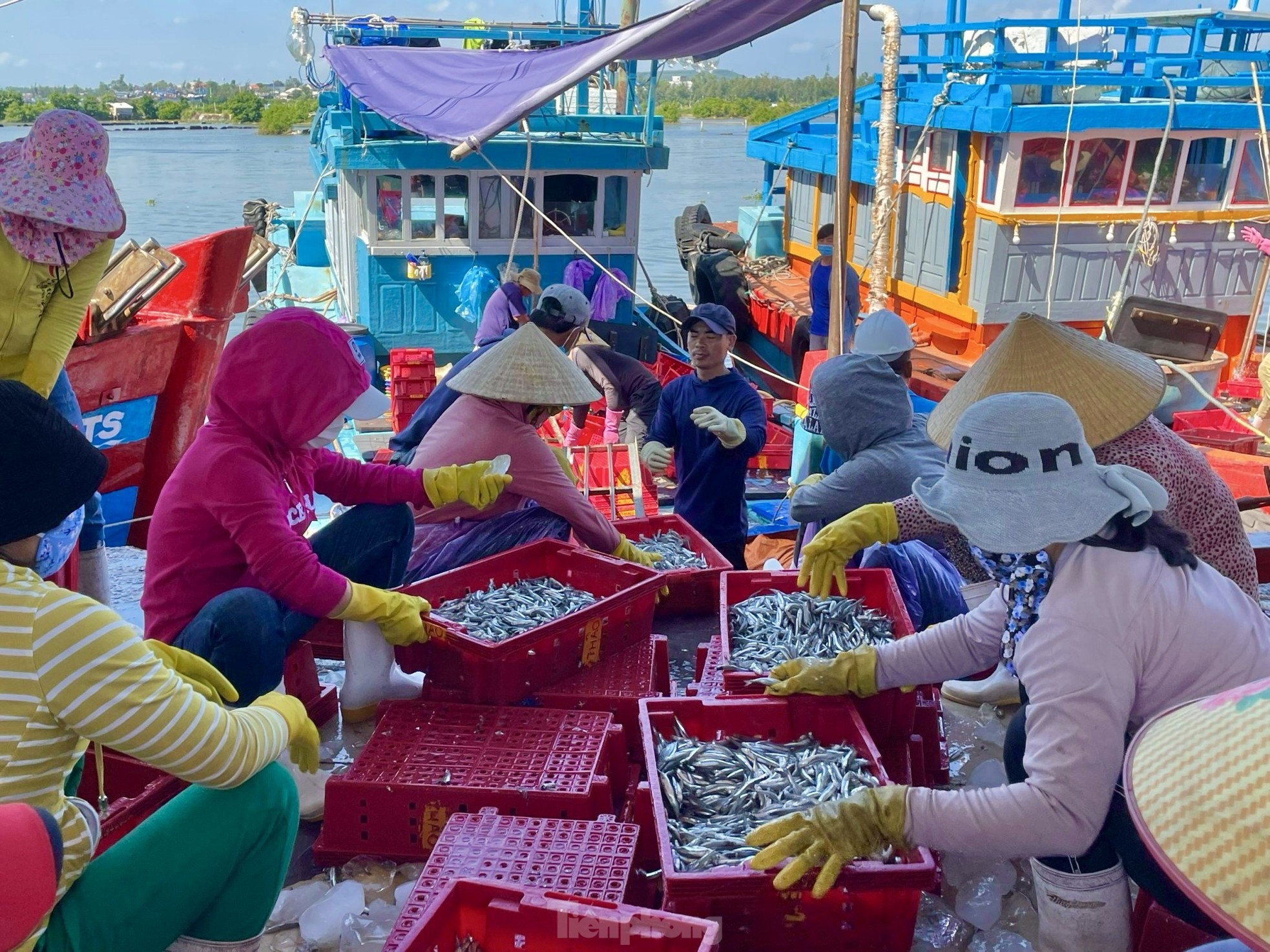 Ngư dân 'hốt bạc' vì trúng đậm mẻ cá lớn trong đêm- Ảnh 10.