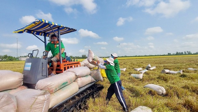 Thấy gì từ việc giá gạo Việt xuất khẩu liên tục giảm mạnh?- Ảnh 1.
