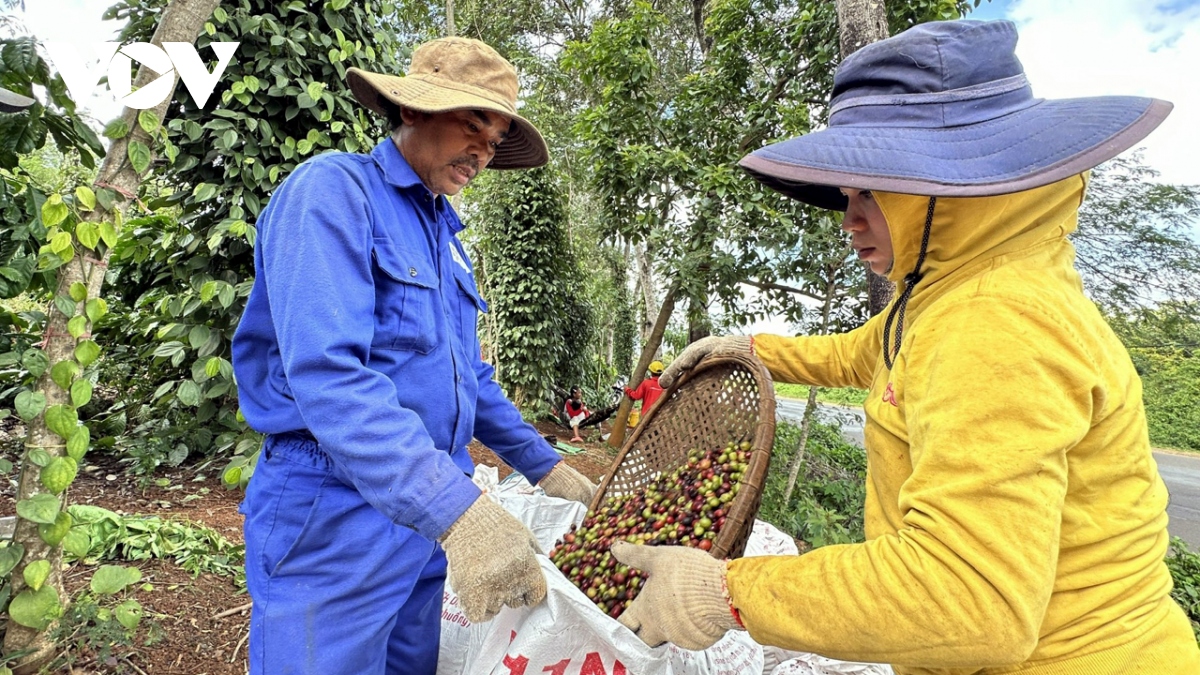 Giá cà phê liên tục tăng cao lại khiến cả chuỗi cung ứng... lao đao- Ảnh 1.