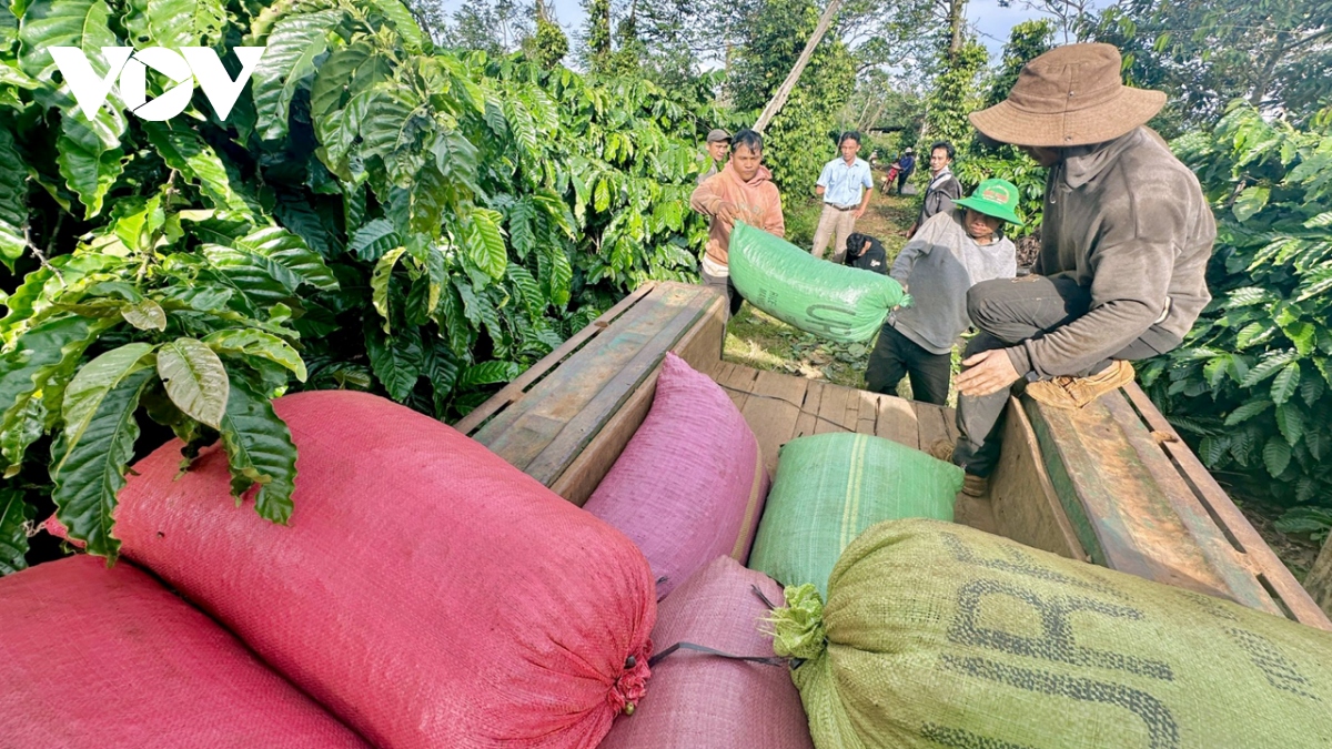 Giá cà phê liên tục tăng cao lại khiến cả chuỗi cung ứng... lao đao- Ảnh 3.