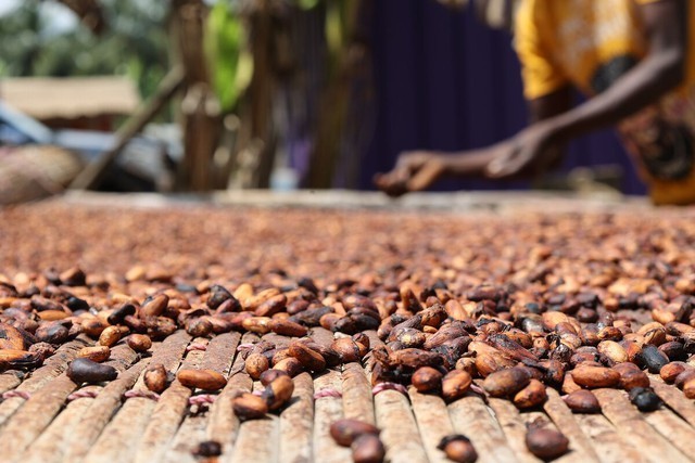 Ngày tàn của Chocolate: Mất mùa, thay đổi khí hậu khiến Cacao khan hiếm, các doanh nghiệp đổi sang dùng ‘hàng thay thế’, giảm kích cỡ sản phẩm để ‘lừa’ người tiêu dùng- Ảnh 3.