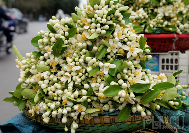 Hoa Bưởi đầu mùa ở Hà Nội bán giá 500,000 đồng/kg vẫn đắt hàng- Ảnh 3.