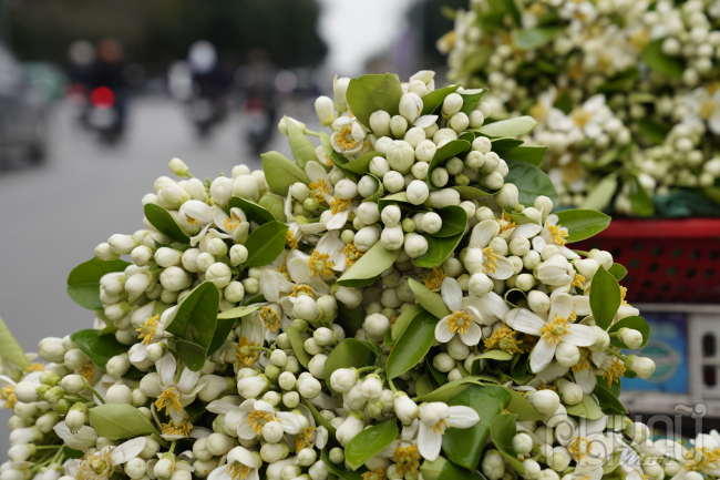 Hoa Bưởi đầu mùa ở Hà Nội bán giá 500,000 đồng/kg vẫn đắt hàng- Ảnh 9.