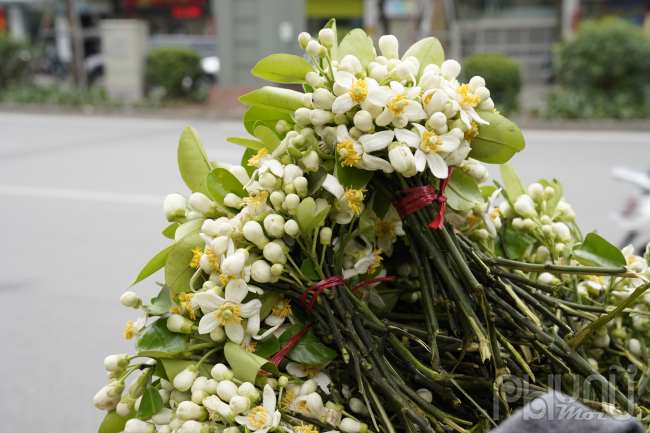 Hoa Bưởi đầu mùa ở Hà Nội bán giá 500,000 đồng/kg vẫn đắt hàng- Ảnh 8.