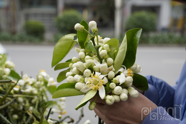 Hoa Bưởi đầu mùa ở Hà Nội bán giá 500,000 đồng/kg vẫn đắt hàng- Ảnh 7.