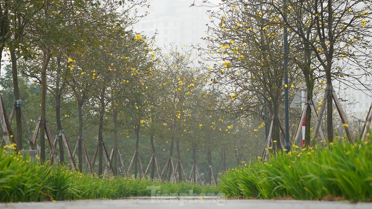 Mãn nhãn với đường hoa phong linh nở vàng đầu mùa trên đường phố Hà Nội- Ảnh 1.