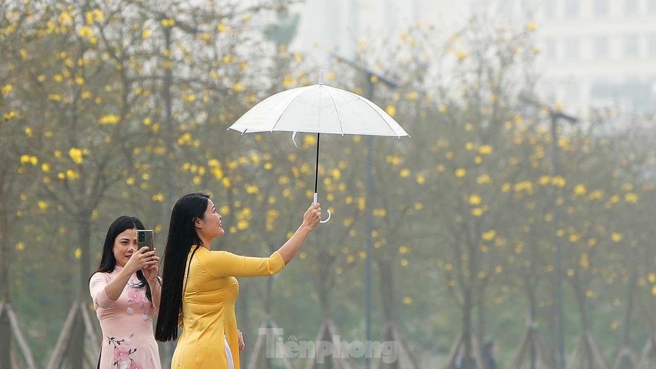 Mãn nhãn với đường hoa phong linh nở vàng đầu mùa trên đường phố Hà Nội- Ảnh 2.