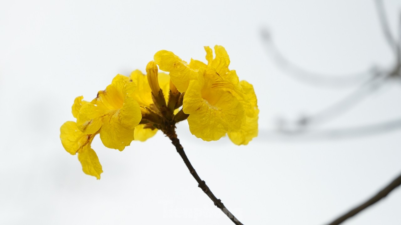 Mãn nhãn với đường hoa phong linh nở vàng đầu mùa trên đường phố Hà Nội- Ảnh 4.