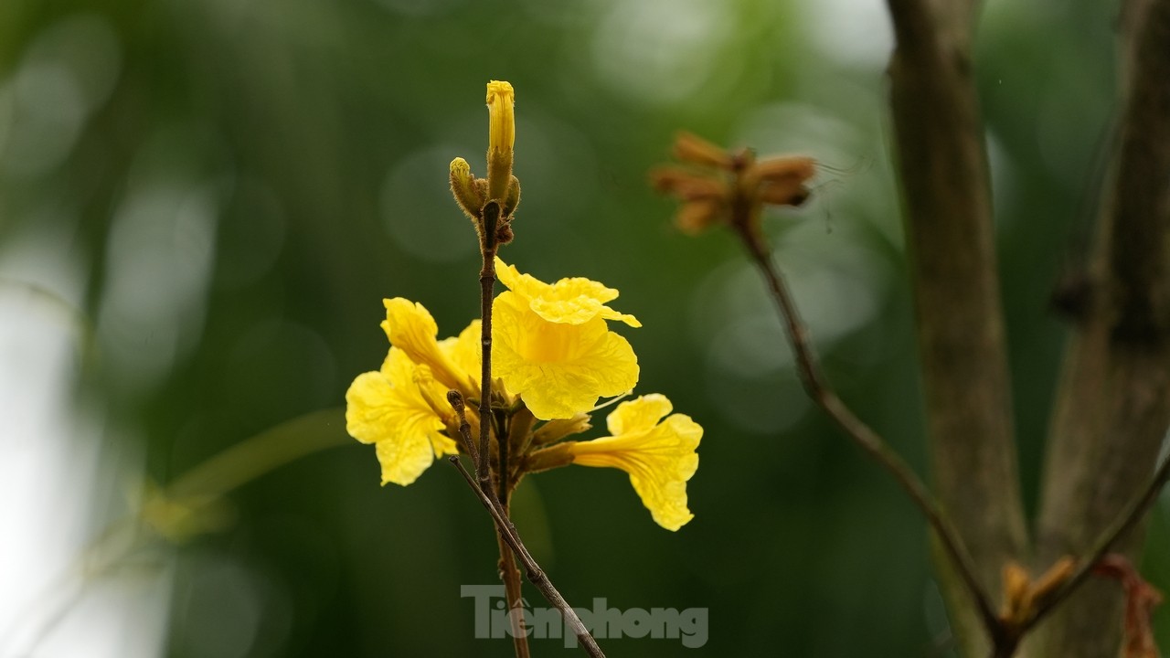 Mãn nhãn với đường hoa phong linh nở vàng đầu mùa trên đường phố Hà Nội- Ảnh 3.