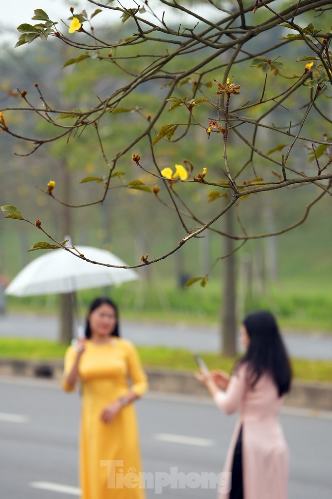 Mãn nhãn với đường hoa phong linh nở vàng đầu mùa trên đường phố Hà Nội- Ảnh 5.