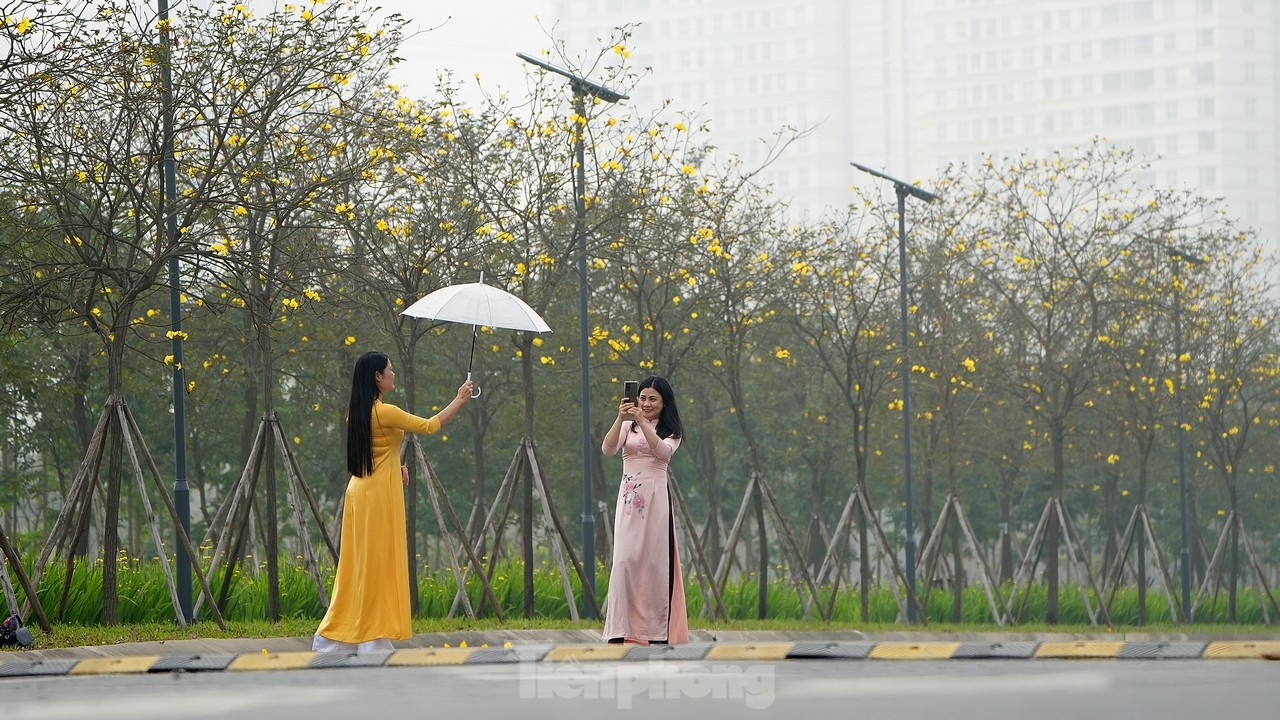Mãn nhãn với đường hoa phong linh nở vàng đầu mùa trên đường phố Hà Nội- Ảnh 6.