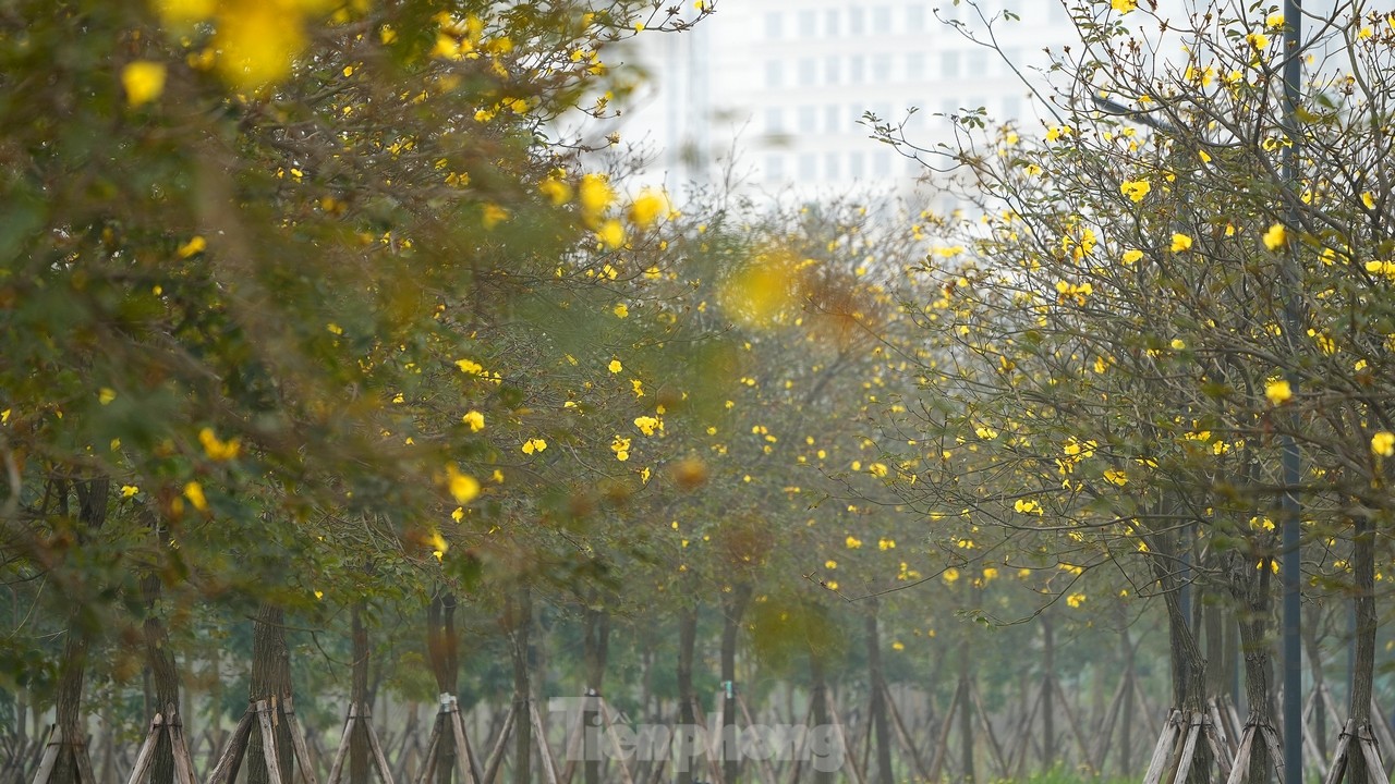 Mãn nhãn với đường hoa phong linh nở vàng đầu mùa trên đường phố Hà Nội- Ảnh 8.