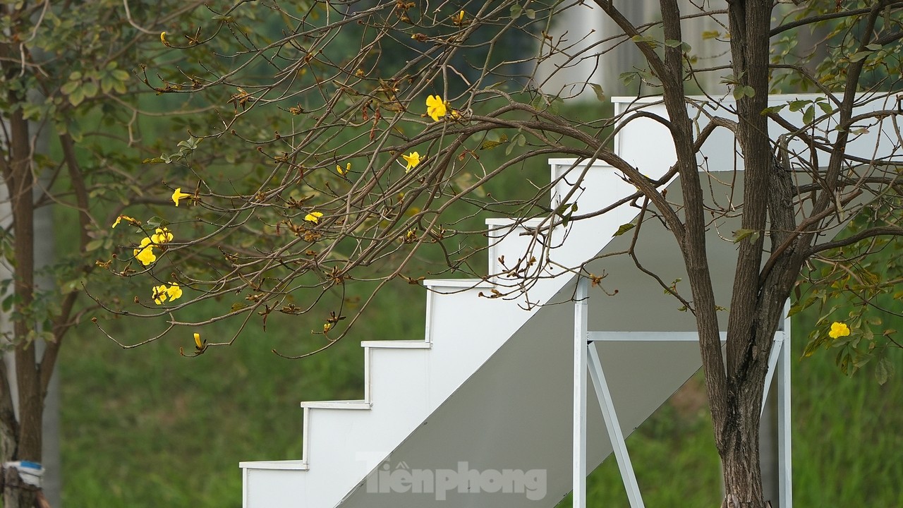Mãn nhãn với đường hoa phong linh nở vàng đầu mùa trên đường phố Hà Nội- Ảnh 9.