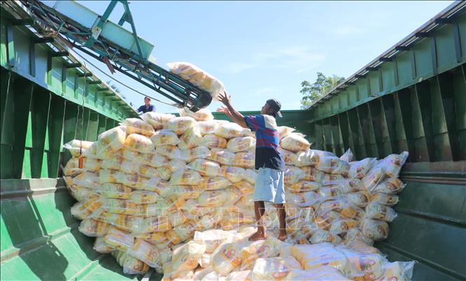 Vì sao giá gạo xuất khẩu liên tục giảm?- Ảnh 1.