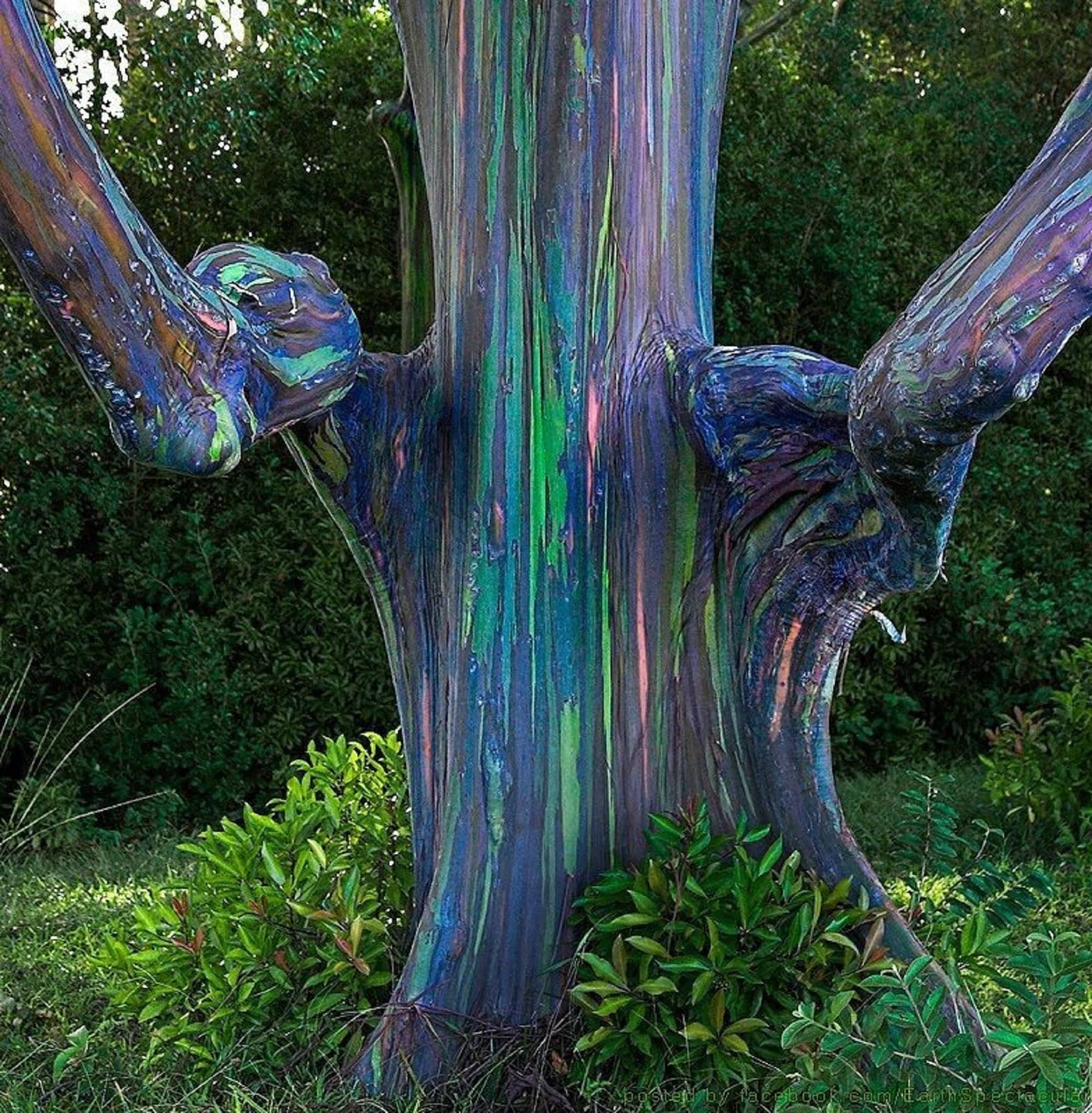 Bạch đàn cầu vồng: Loài cây được mệnh danh là cây đẹp nhất thế giới- Ảnh 5.