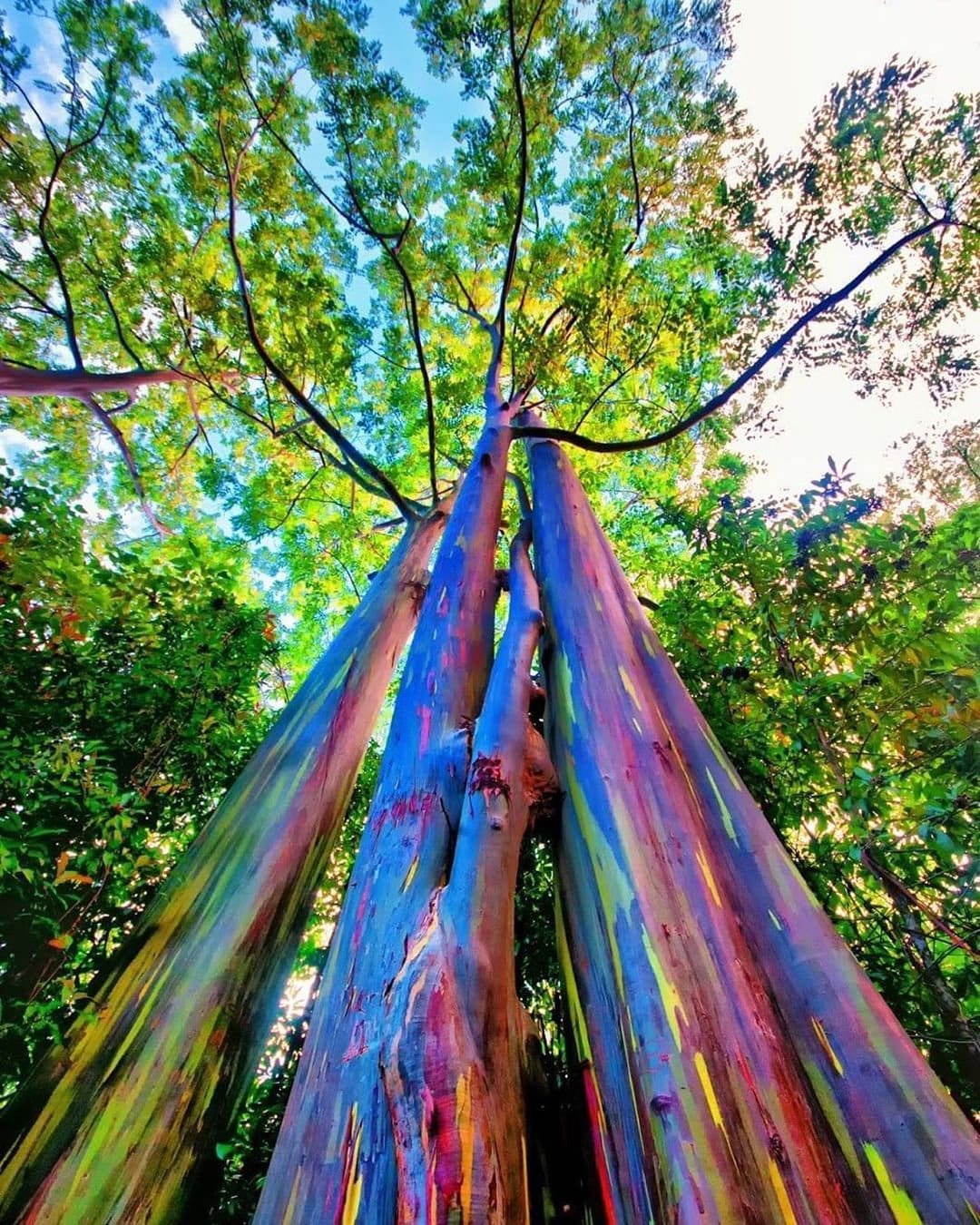 Bạch đàn cầu vồng: Loài cây được mệnh danh là cây đẹp nhất thế giới- Ảnh 4.